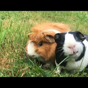 Meet your Posher, Patsy